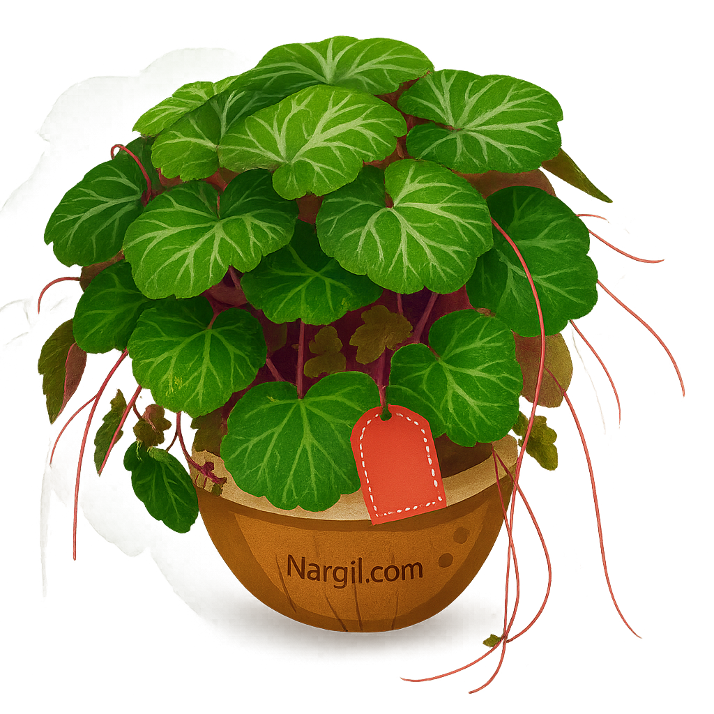  Nargil - Mother of thousands